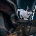 cat, stray cat, bike, pet, street cat, domestic cat, feline, mammal, animal, nature, homeless, scooter, motorcycle, street, portrait